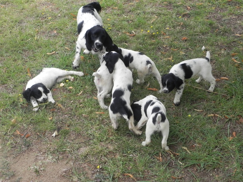 Du Clos De La Ronce Saint Hubert - English Springer Spaniel - Portée née le 25/06/2012