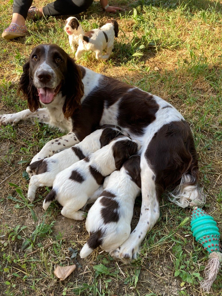 Chiot English Springer Spaniel Du Clos De La Ronce Saint Hubert